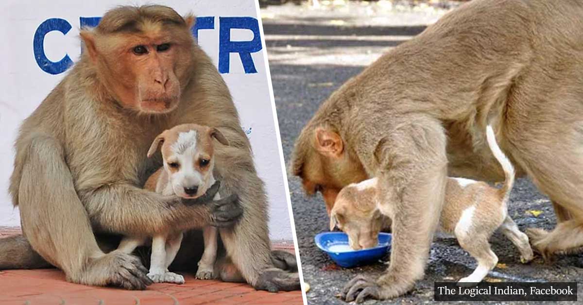 A Monkey Adopts A Little Puppy, Defends It From Stray Dogs And Acts Like Its Natural Parent