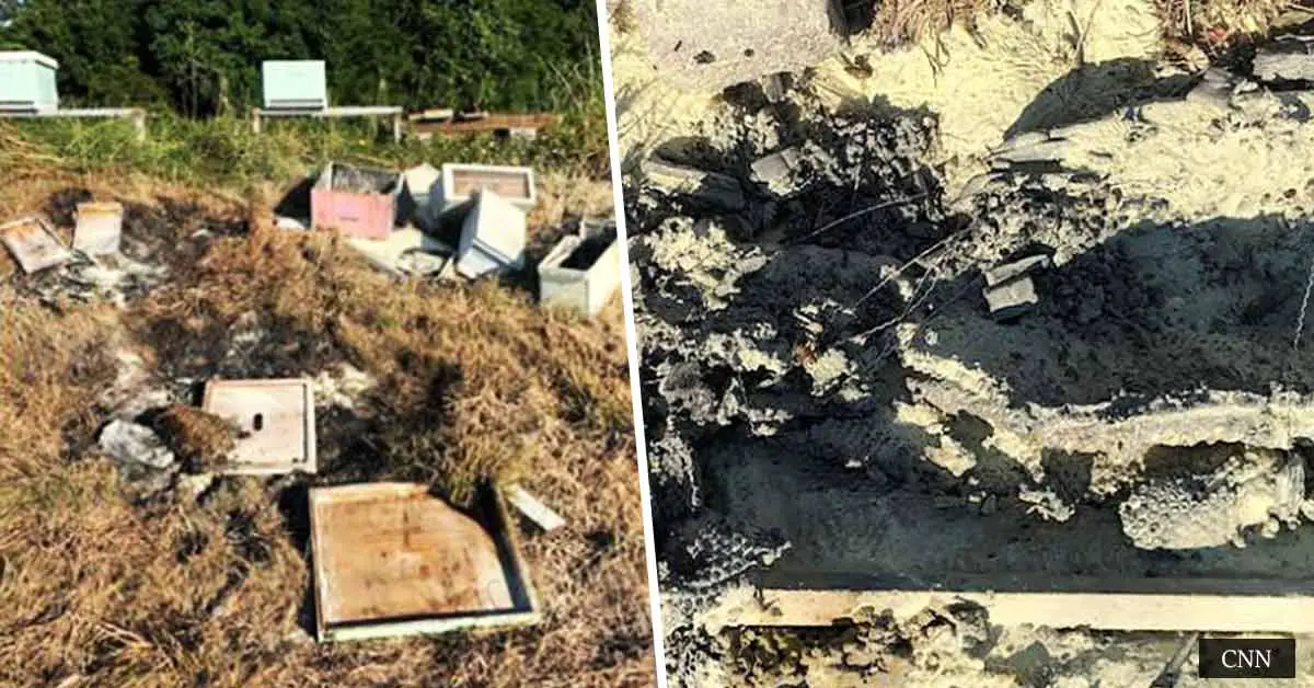 Shocking Atrocity! Unknown Vandal Sets Beehives in Texas on Fire, Causing The Largest Bee Apocalypse The Lone Star State Has Ever Seen