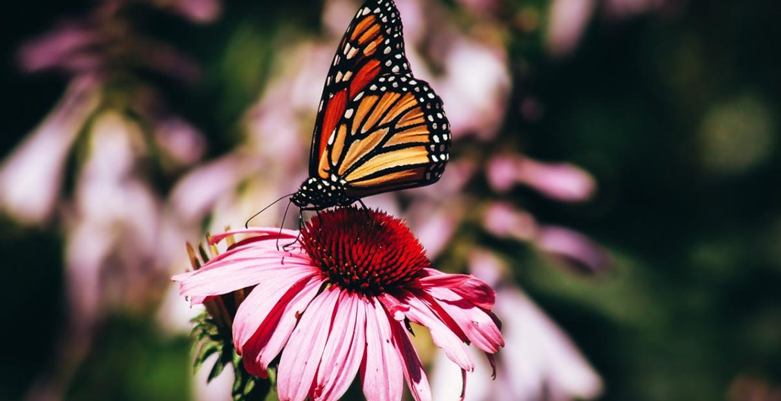 California is currently experiencing a massive butterfly boom