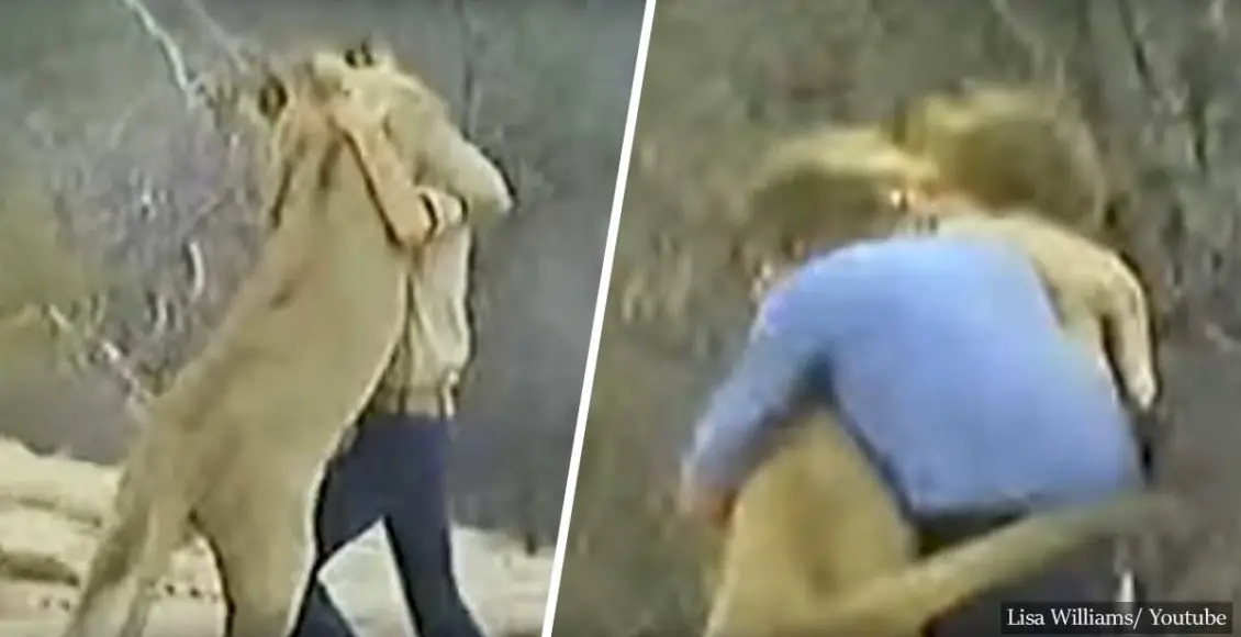 Christian The Lion – The True Story Behind The Viral Video