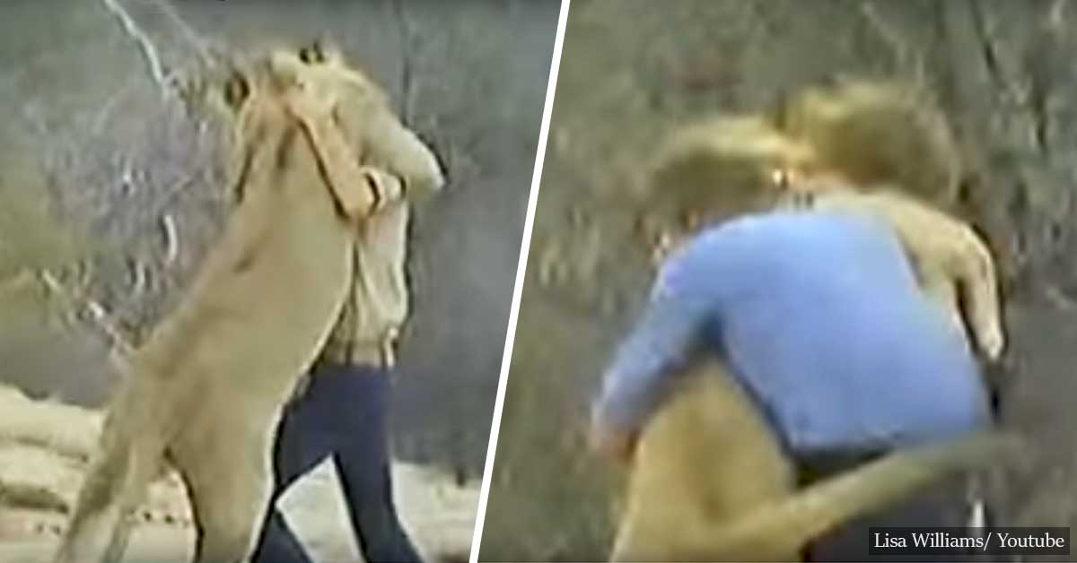 Christian The Lion – The True Story Behind The Viral Video