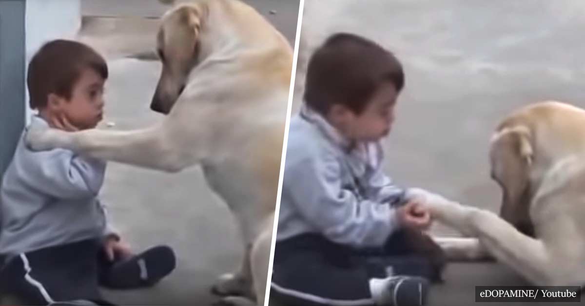 Labrador Befriends Young Child With Down Syndrome In Touching Video