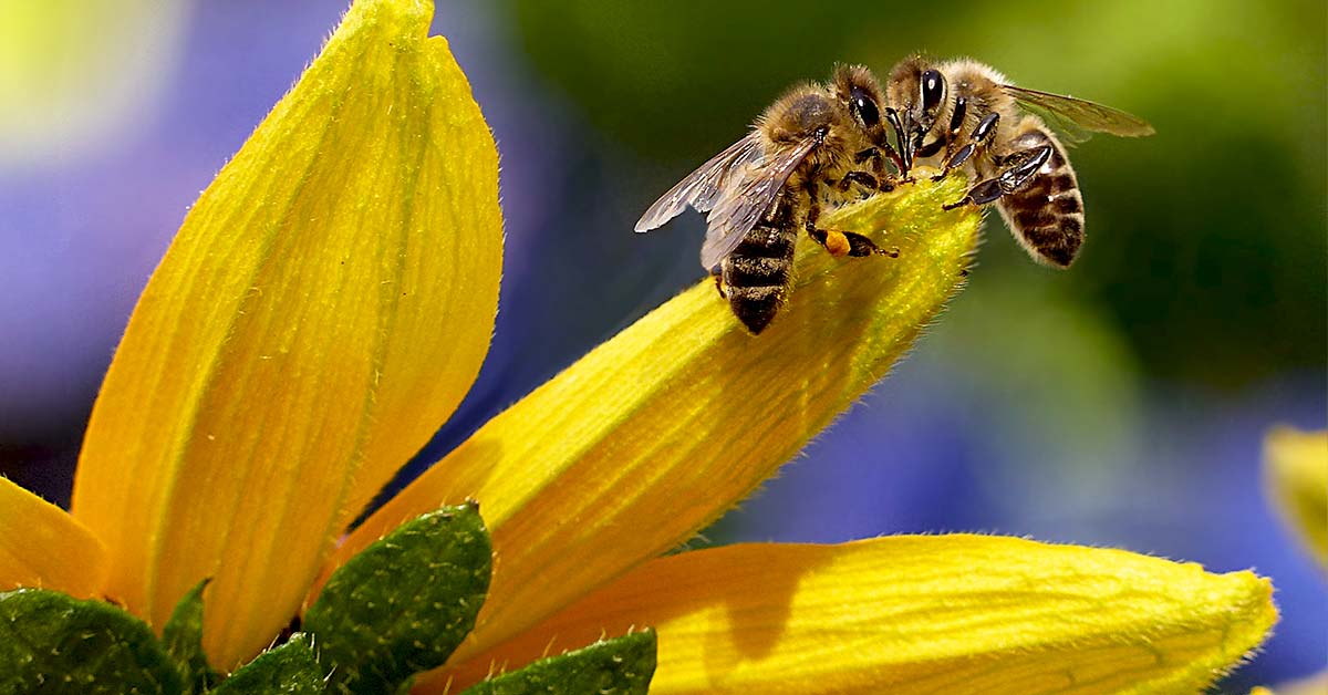 Minnesota Homeowners Will Receive Funds In Return For Making Their Lawns Bee-Friendly
