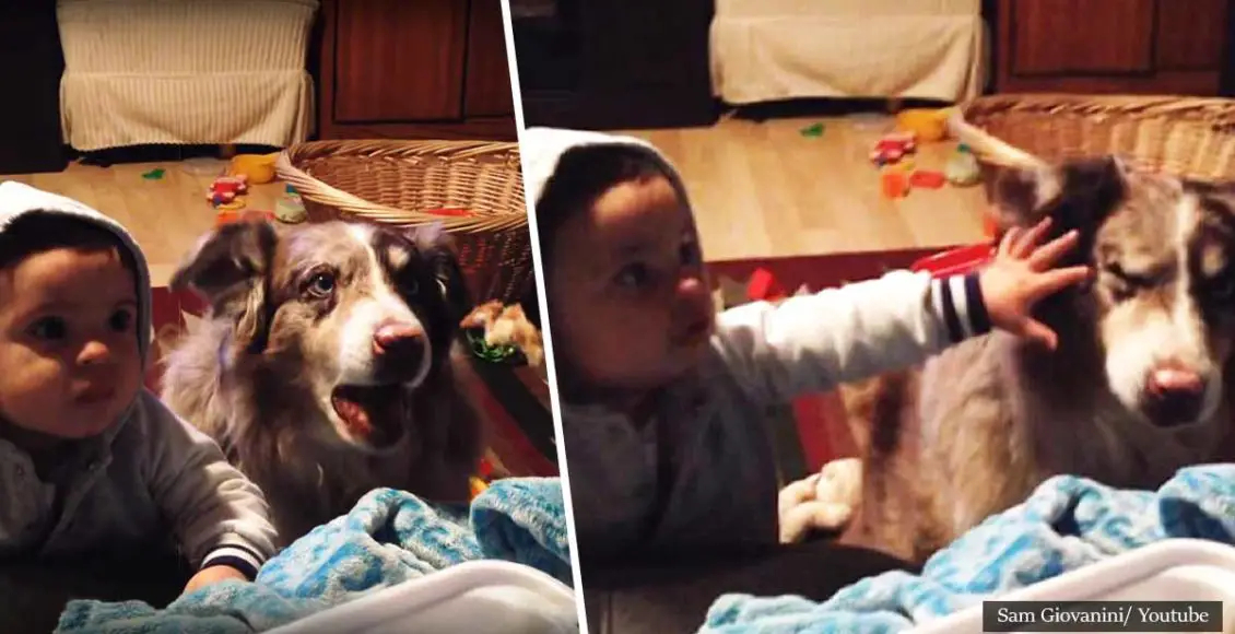 Mom Dies Of Laughter Trying To Bribe Her Son With Food To Say "Mama" But Her Dog Steals The Spotlight