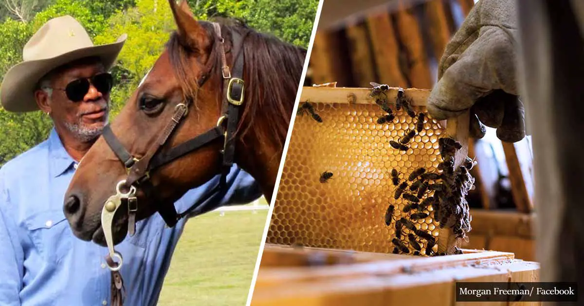 Morgan Freeman Converted His Ranch Into A Gigantic Honeybee Farm To Save The Bees