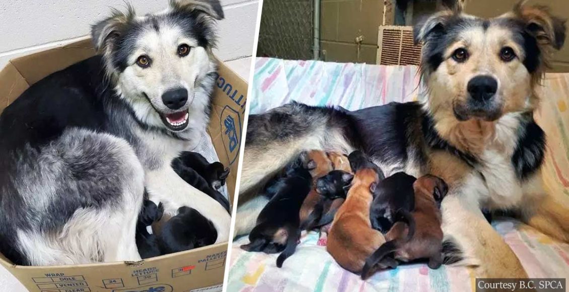 Mother Dog And 9 Newborn Puppies Found In Sealed Box In British Columbia Garbage Dump