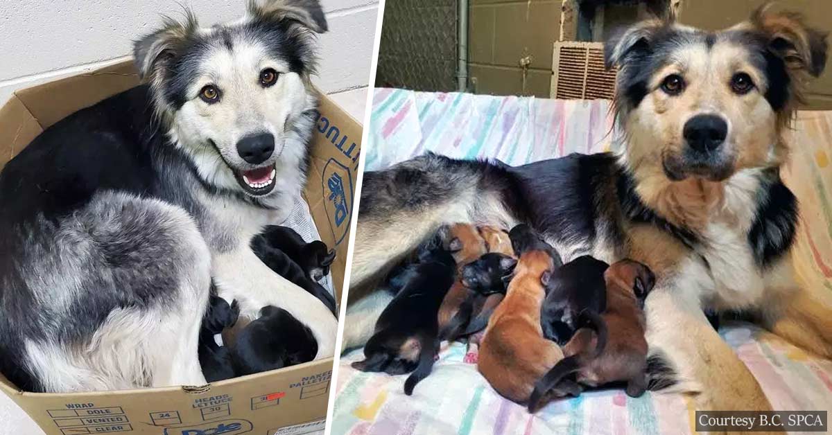 Mother Dog And 9 Newborn Puppies Found In Sealed Box In British Columbia Garbage Dump