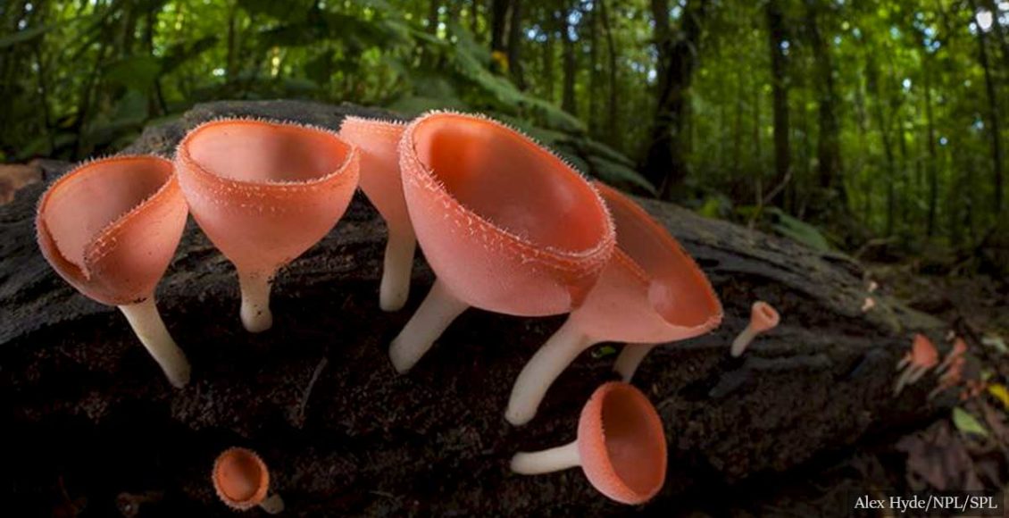One Billion Year Old Fungi Have Been Recently Discovered, Making Them The Earth's Oldest