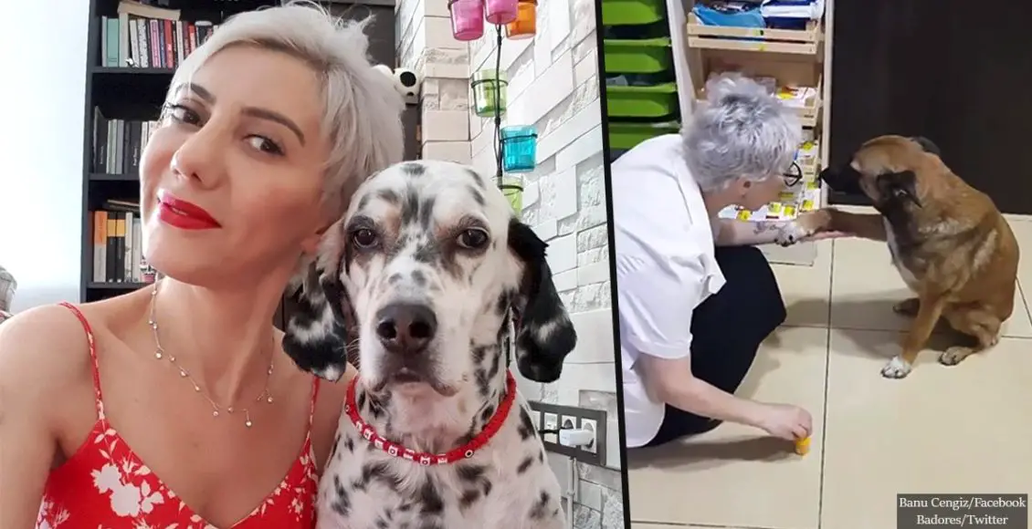 Pharmacist aides stray dog in a viral video that has the internet in tears