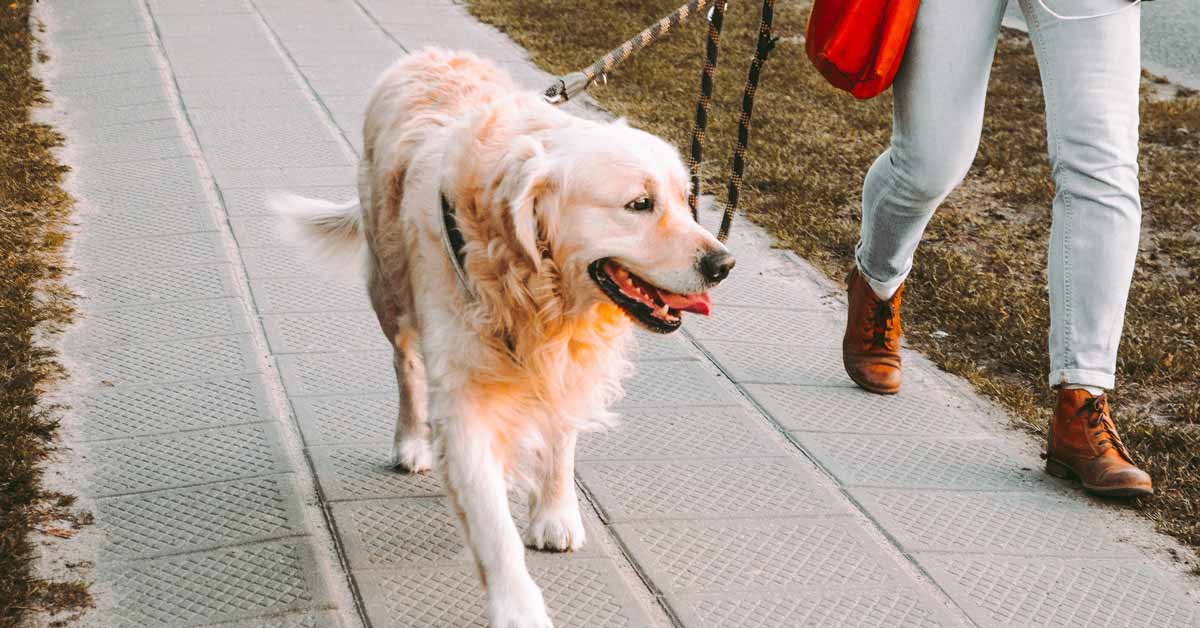 Study: Dog Owners Are More Likely To Meet Recommended Activity Levels