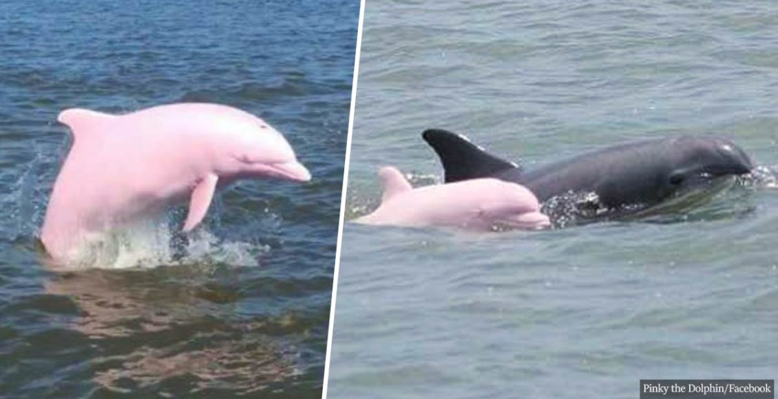 Very Rare Pink River Dolphin Gives Birth To A Pink Baby Calf