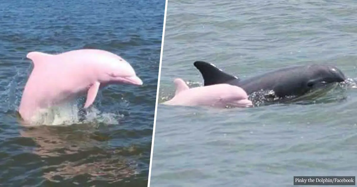 Very Rare Pink River Dolphin Gives Birth To A Pink Baby Calf