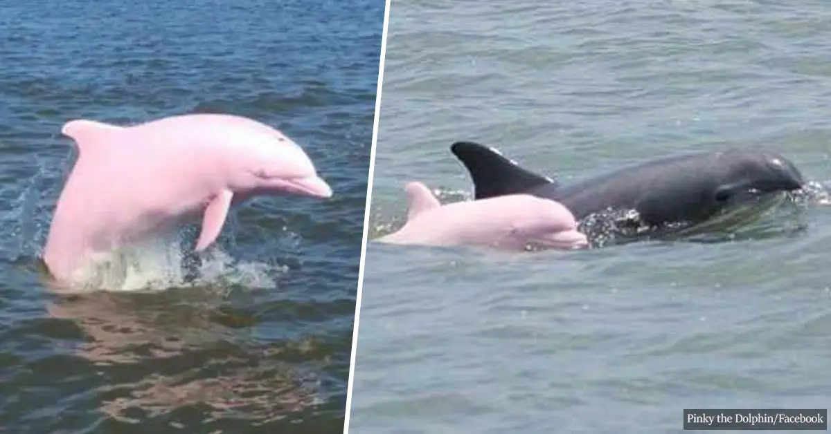 Newborn Baby Pink Dolphins