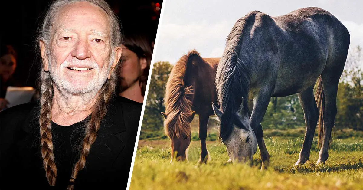 Willie Nelson Saves 70 Horses From A Slaughterhouse And Lets Them Enjoy Freedom On His Ranch
