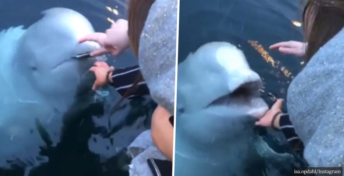 This Woman Dropped Her Phone In The Ocean And A Nice Beluga Whale Gave It Back