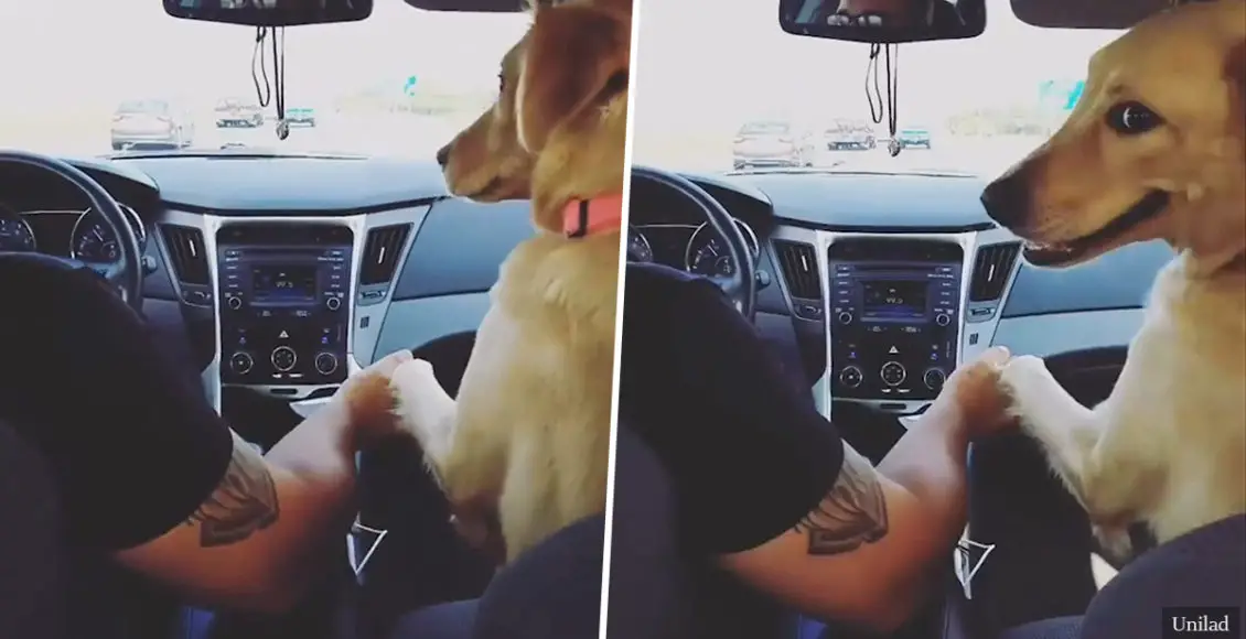 Cheeky dog forces woman to the back seat of the car so she can unashamedly hold hands with her husband