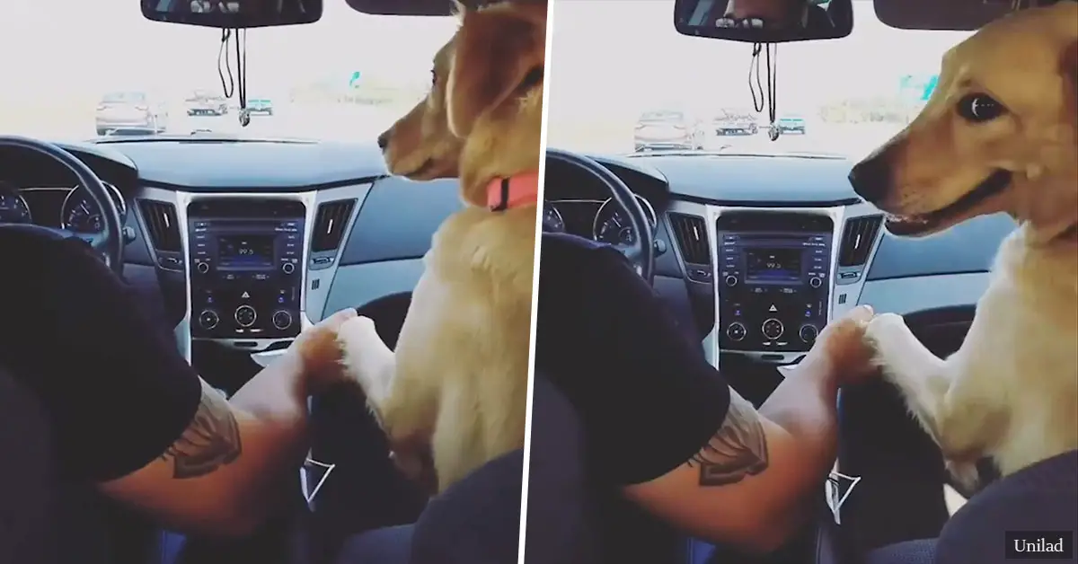 Cheeky dog forces woman to the back seat of the car so she can unashamedly hold hands with her husband
