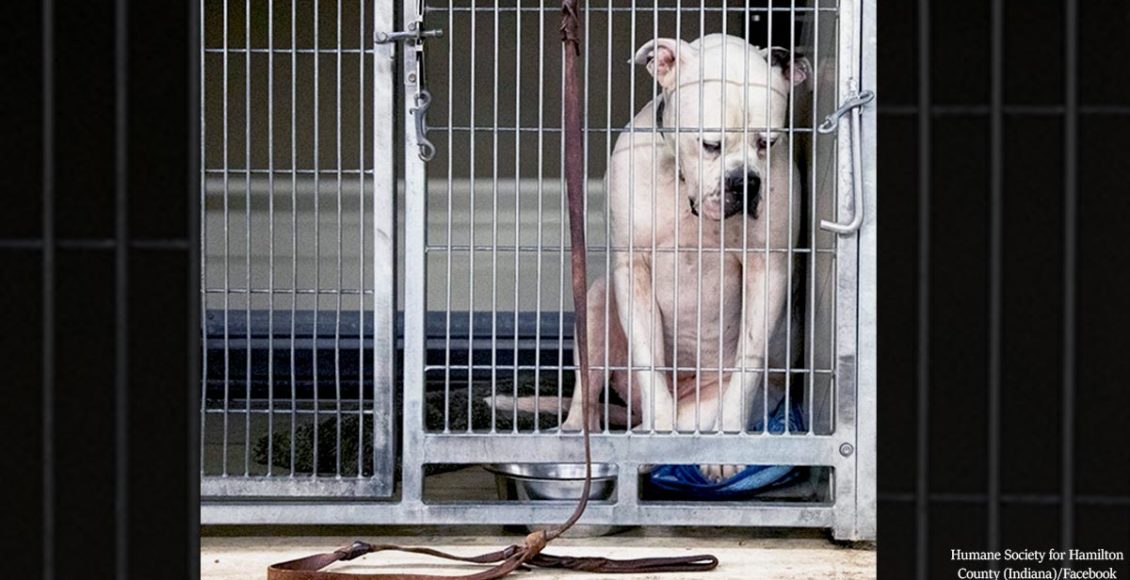 Heartbreaking Photo Of Sad Dog Given To A Shelter Goes Viral