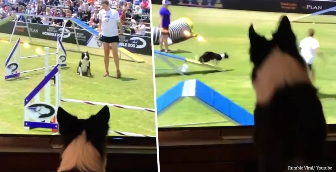 Kirk, the female Border Collie, excitedly watches herself winning the 2017 Purina Pro Challenge