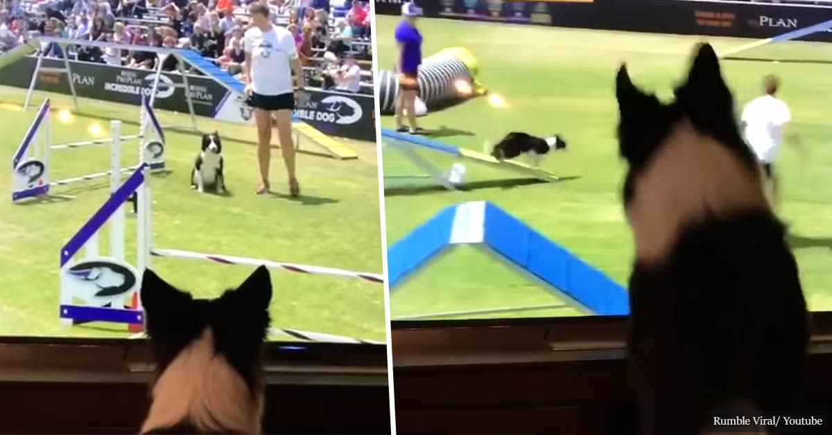 Kirk, the female Border Collie, excitedly watches herself winning the 2017 Purina Pro Challenge