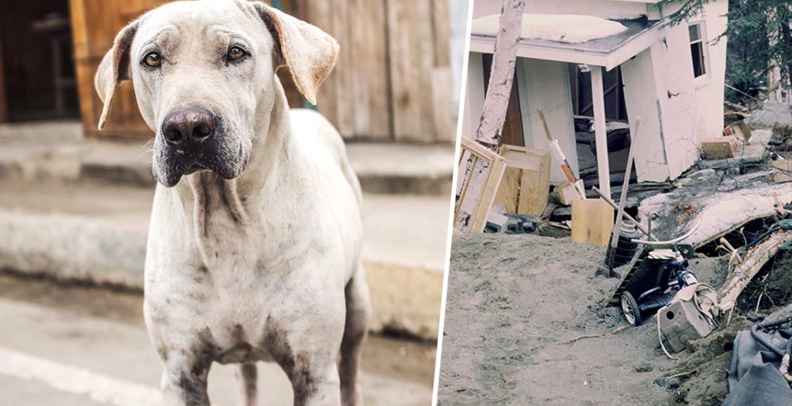The new bill that makes abandoning dogs during natural disasters illegal is finally here