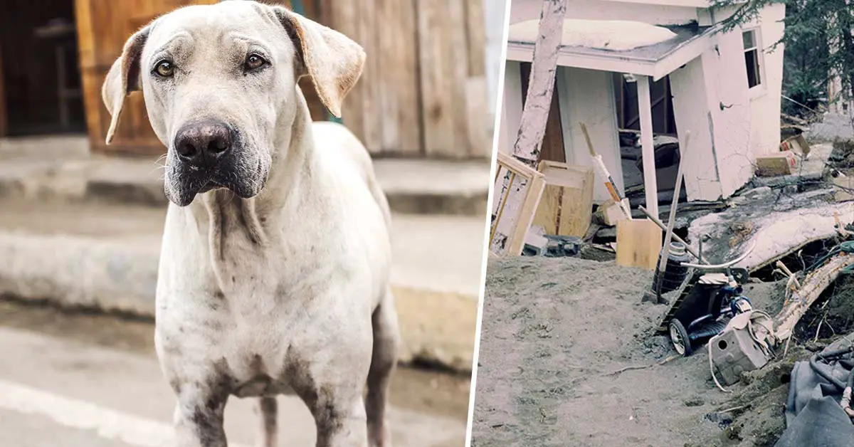 The new bill that makes abandoning dogs during natural disasters illegal is finally here