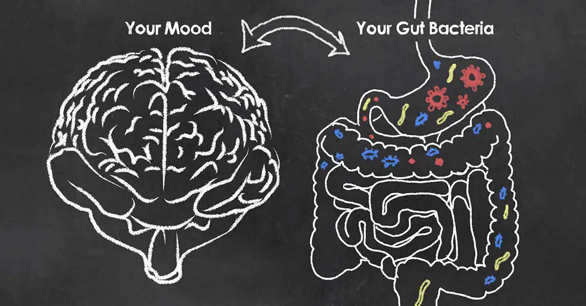 Regulating gut bacteria could alleviate anxiety