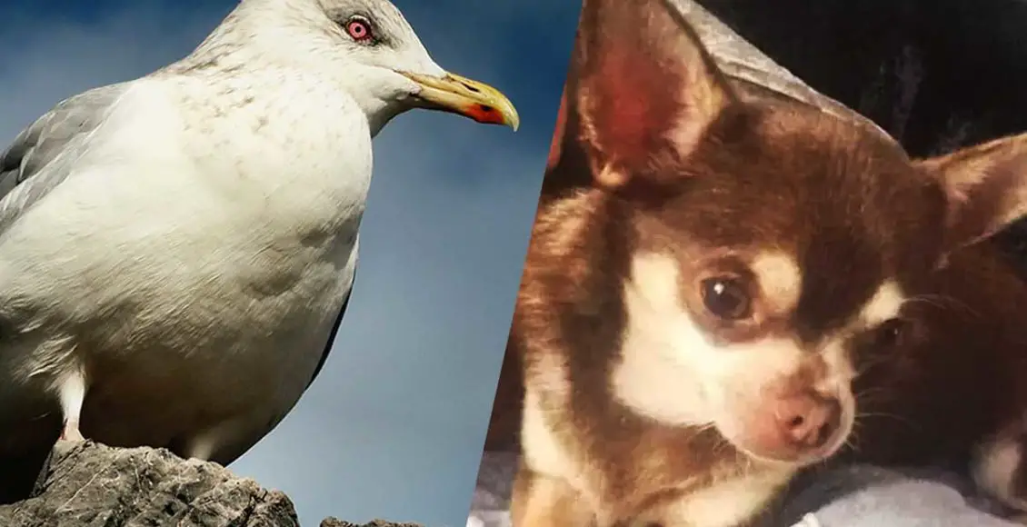 Woman petrified after 'vicious' seagull takes off with her pet dog