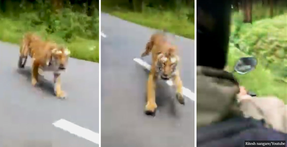 Bloodthirsty tiger sprints after motorcyclists in intense video