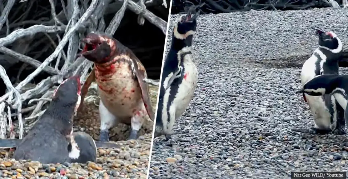 Nat Geo Took This Rare Footage Of Two Male Penguins Fighting Over A Female Who Used To Be The Mate Of One Of Them