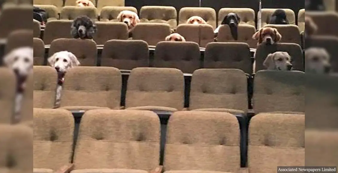 Canadian service dogs watched a live musical performance as part of their training