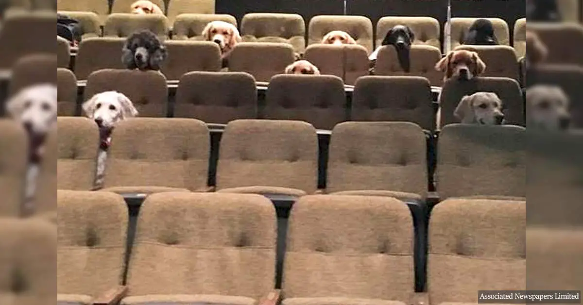 Canadian service dogs watched a live musical performance as part of their training