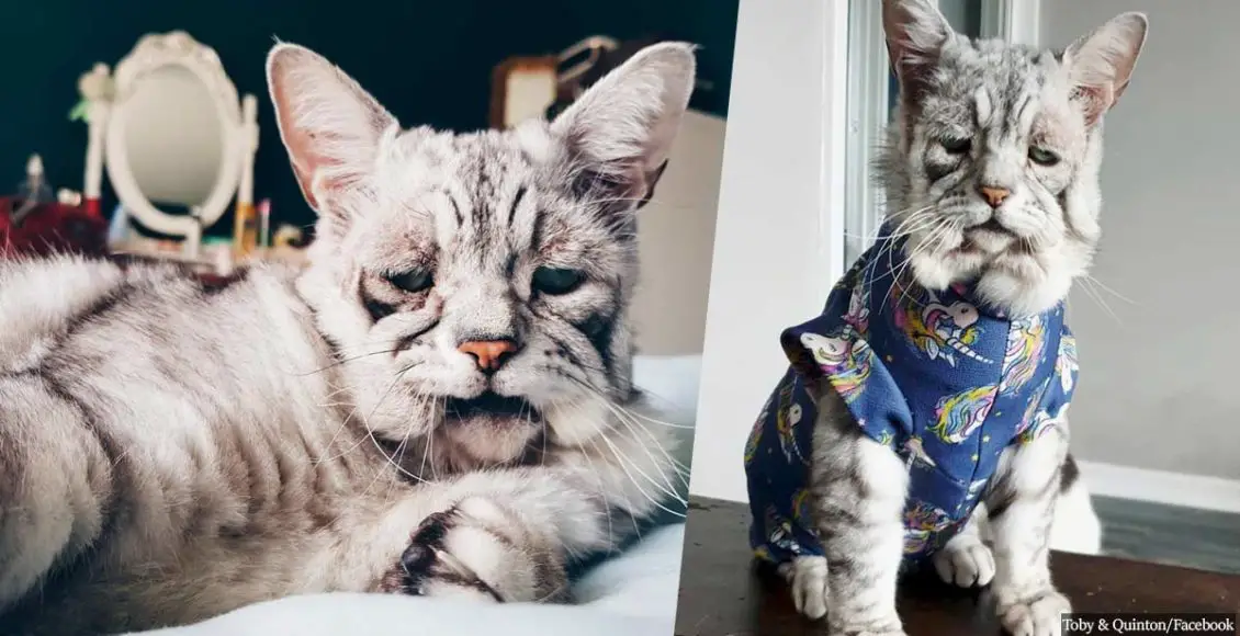 Cat with rare skin condition is blessed with a new, happy life for him and his best friend