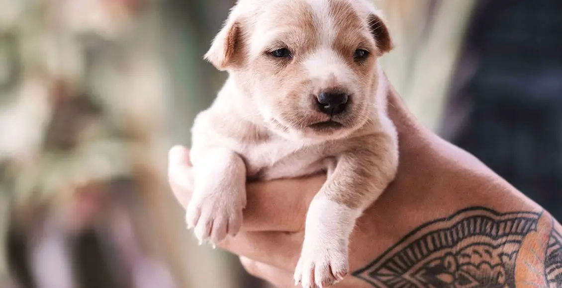 It's so adorable, I could squeeze it! Why cuteness leads to 'cute aggression'