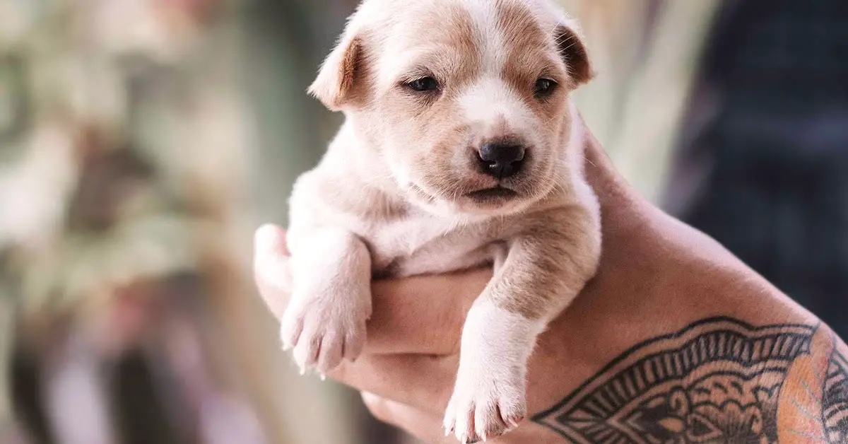 It's so adorable, I could squeeze it! Why cuteness leads to 'cute aggression'