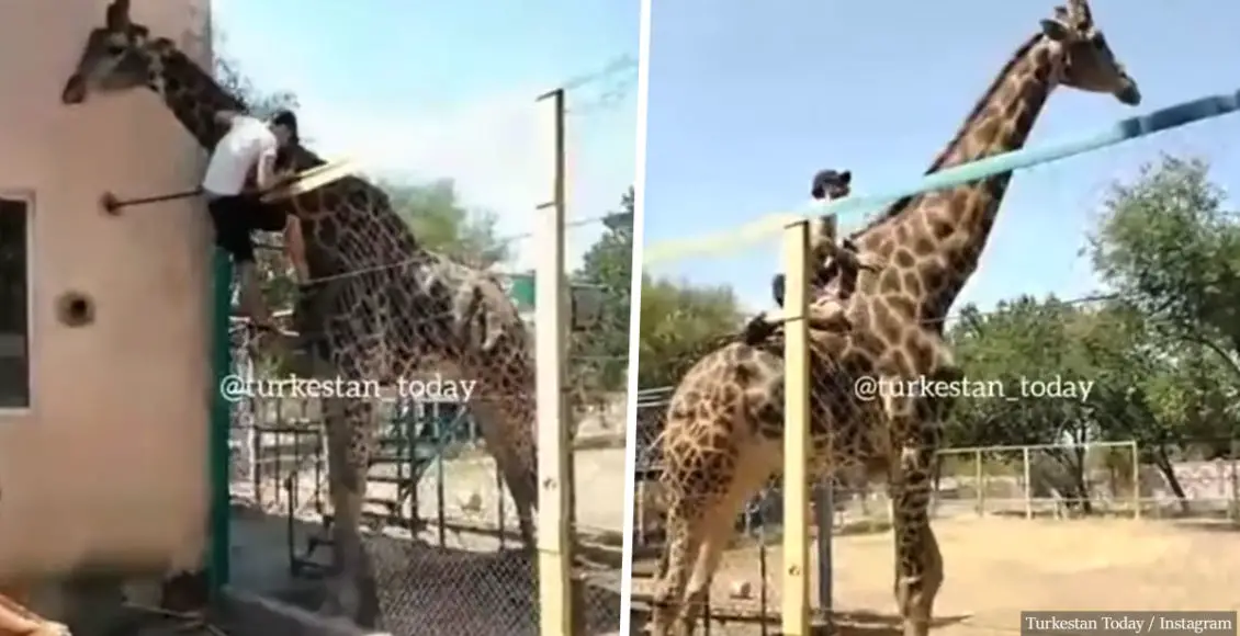 Drunk man rides agitated giraffe at Kazakhstan zoo