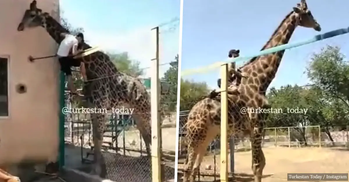 Drunk man rides agitated giraffe at Kazakhstan zoo