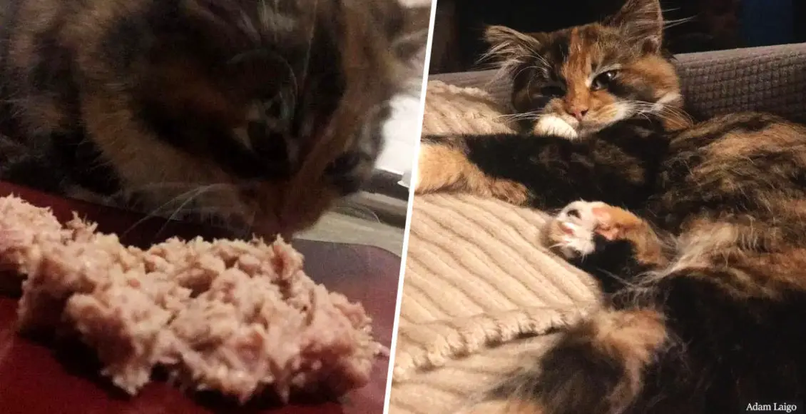 Homeless kitten walks into man's home and decides to stay and change his life for the better