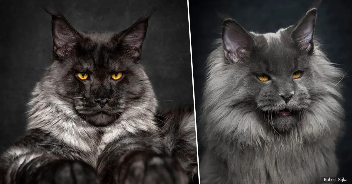 65 Breathtaking Pictures Of Maine Coons, The Largest Cats In The World