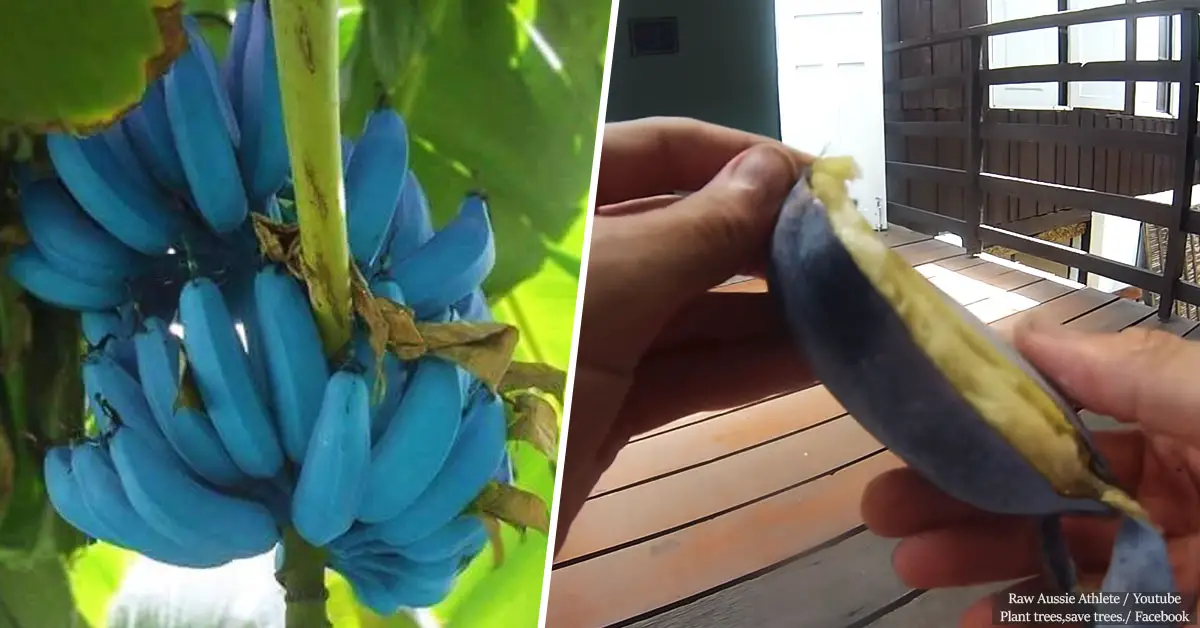 These strange, soft blue bananas taste like vanilla ice cream