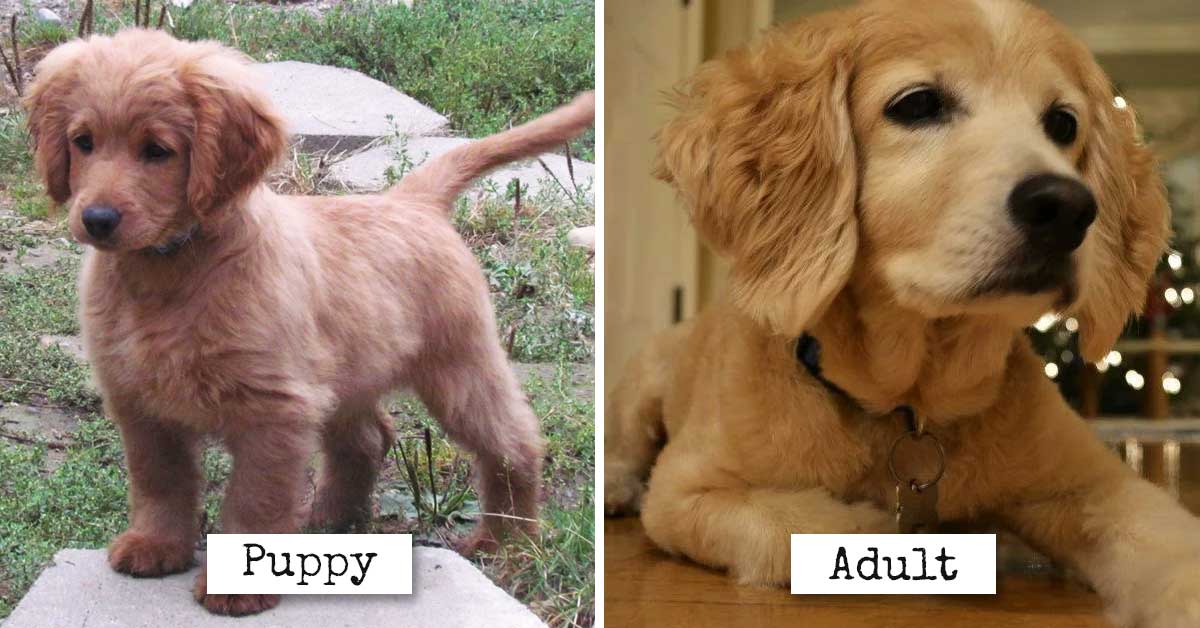 Forever Young 19 Dog Breeds That Look Like Adorable Puppies Their Whole Life