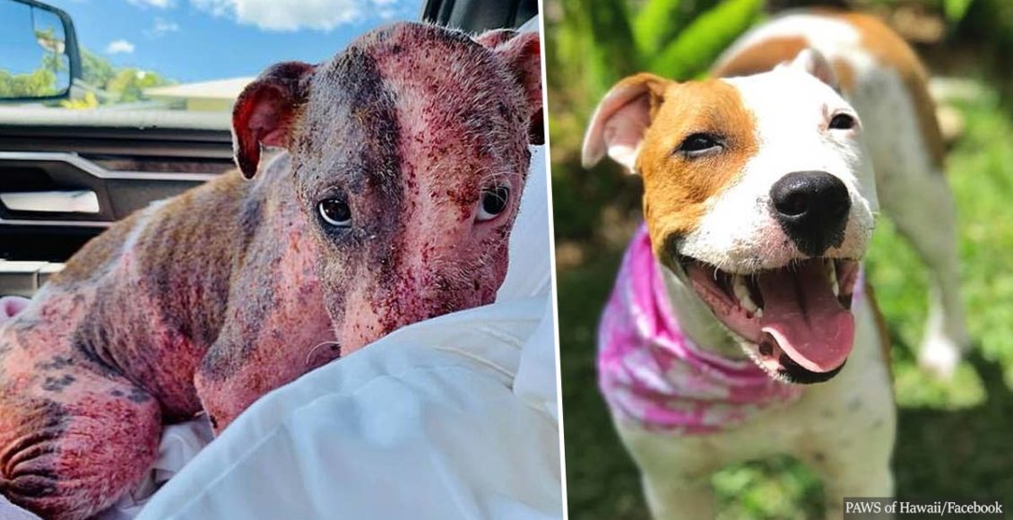 Great News: Dog found buried alive is now fully recovered