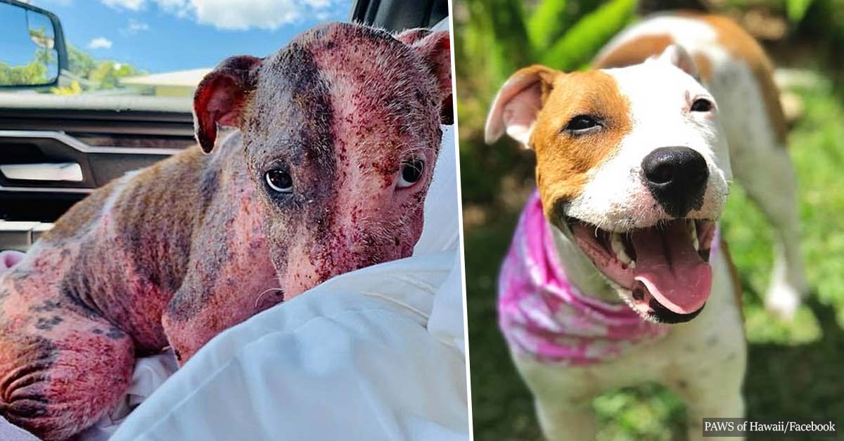 Great News: Dog found buried alive is now fully recovered