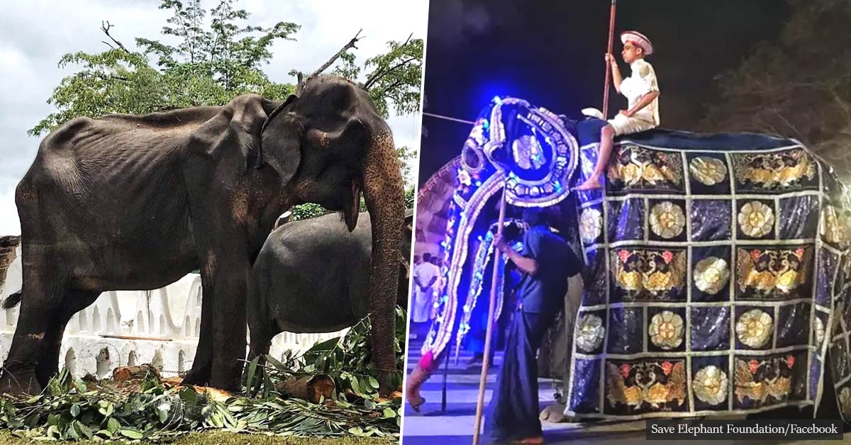 Emaciated elephant forced to march through the streets has passed away