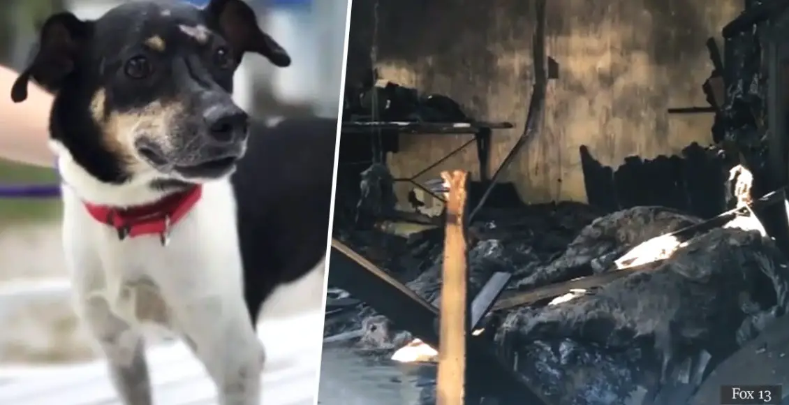 Hero Jack Russell 'Zippy' dies after rescuing his entire family from house fire