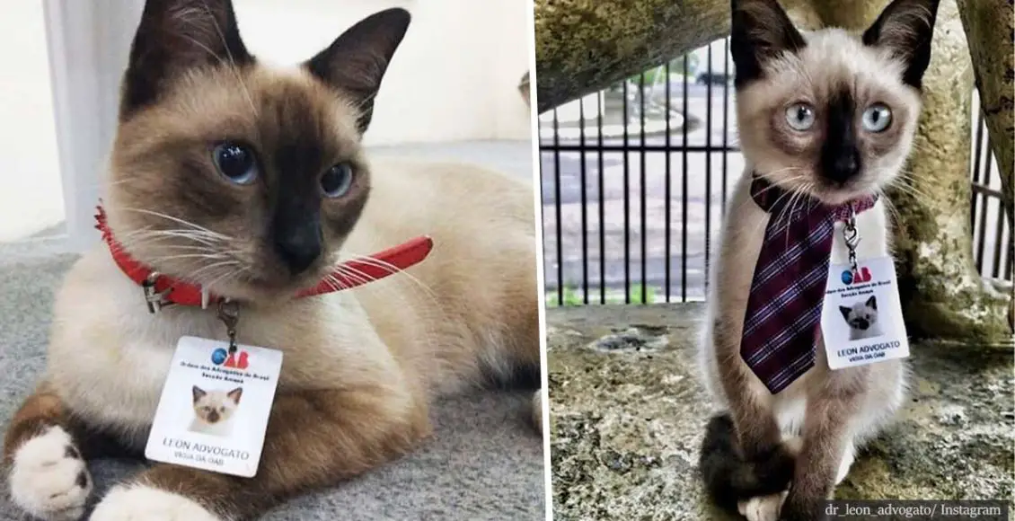 Law firm hires stray kitten as their new 'cattorney' after people filed complaints against its presence there