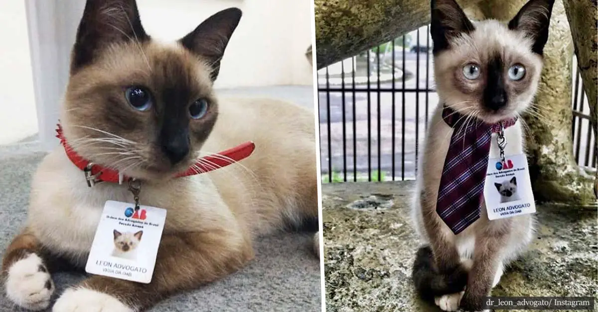 Law firm hires stray kitten as their new 'cattorney' after people filed complaints against its presence there