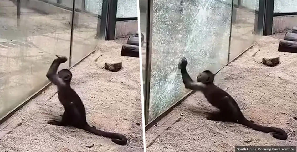 Monkey sharpens rock and shatters glass enclosure in Chinese zoo