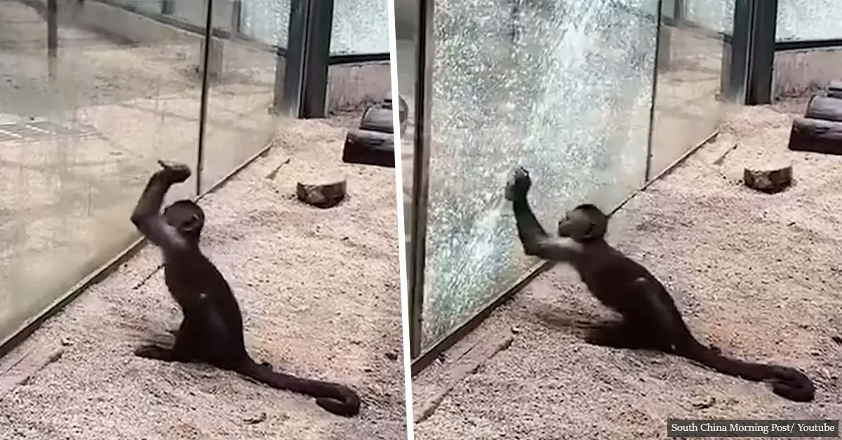 Monkey sharpens rock and shatters glass enclosure in Chinese zoo