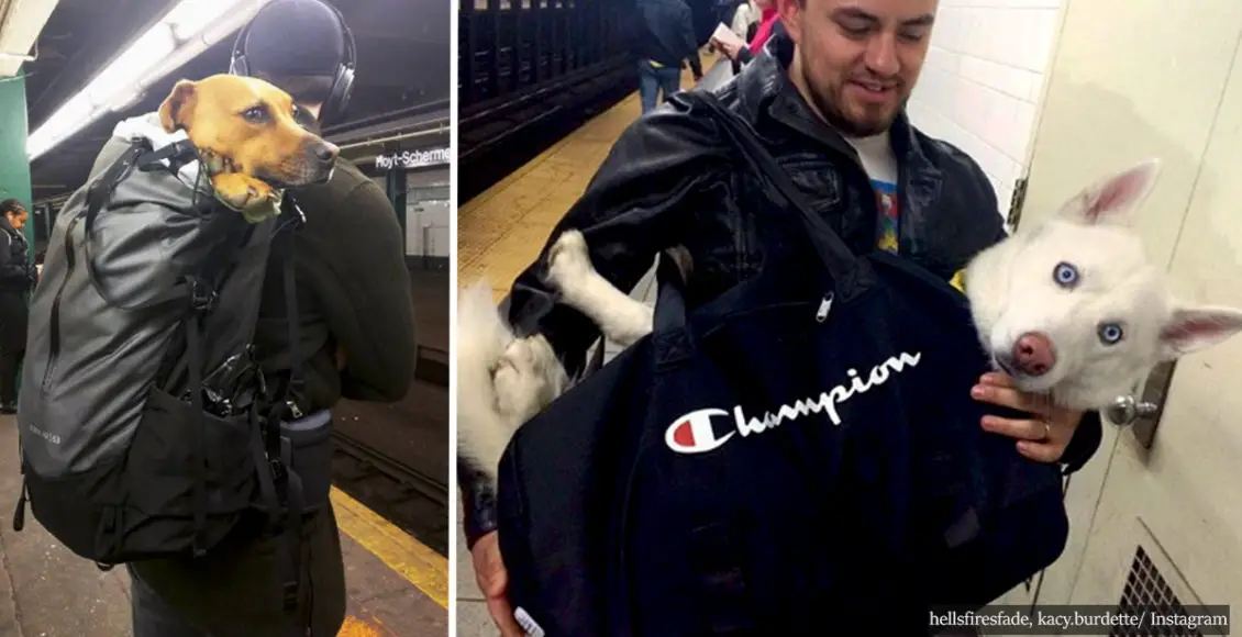 NYC subway banned dogs unless they fit in a bag, but New Yorkers found a creative way to bend the rules